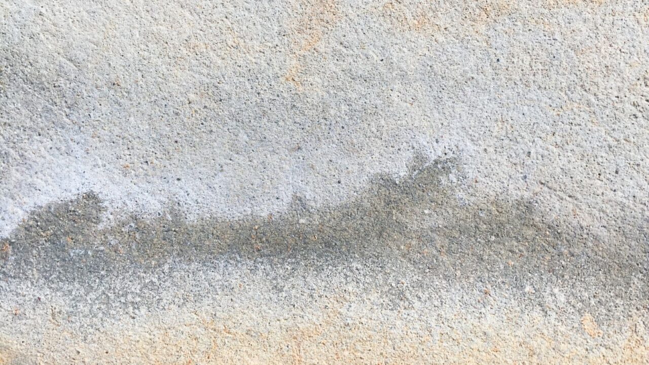 Mold on Carpet From Water Damage