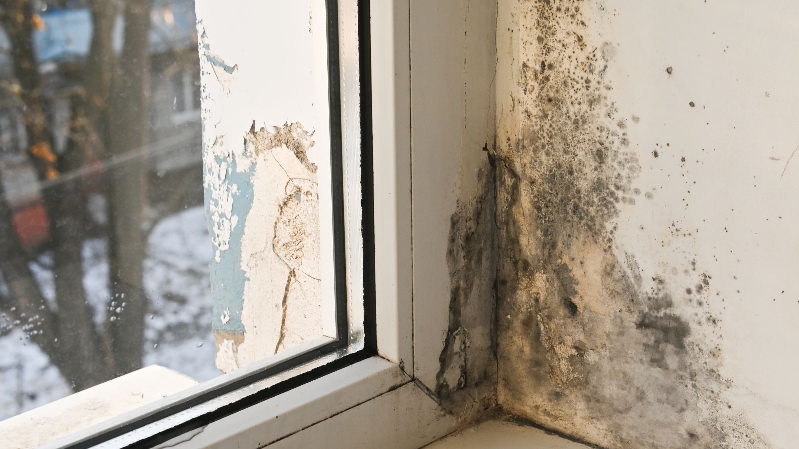 Mold After Water Damage in a Home