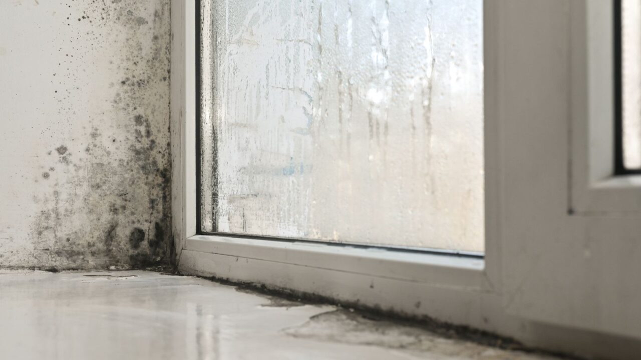 Mold on a floor and wall before water damage restoration