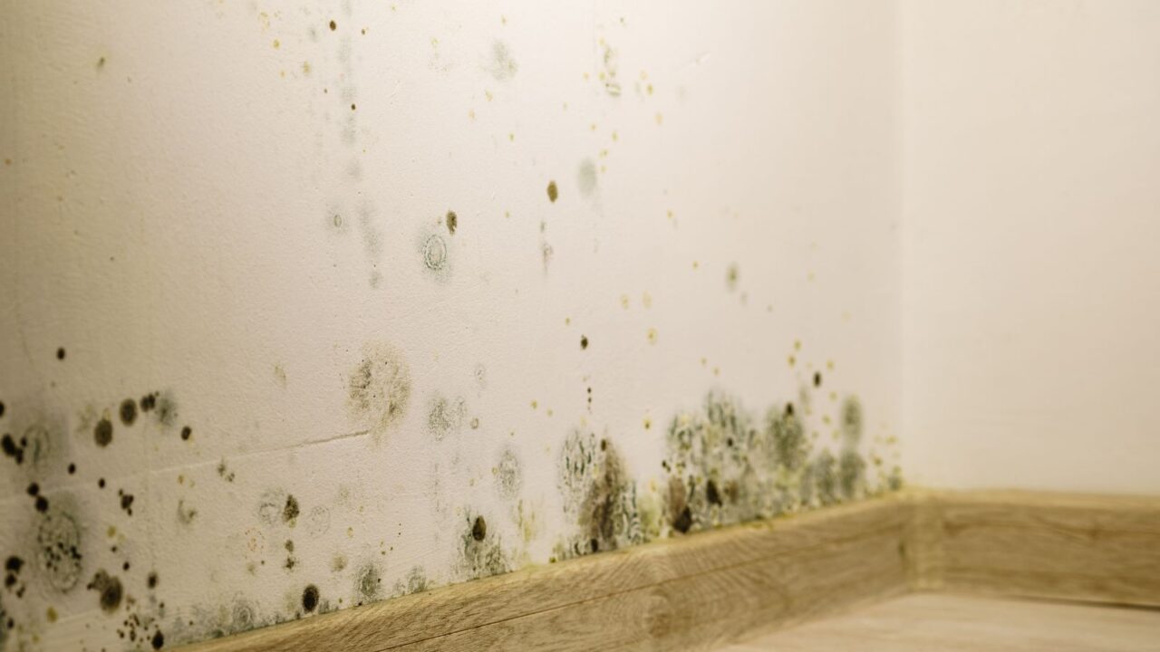 Mold on a wall after flood