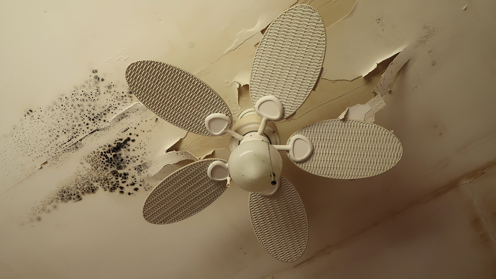 Mold by ceiling fan in house