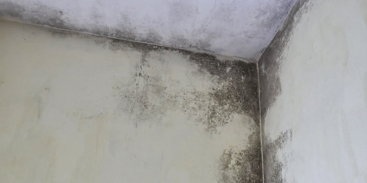 How Water Damage Causes Mold Growth