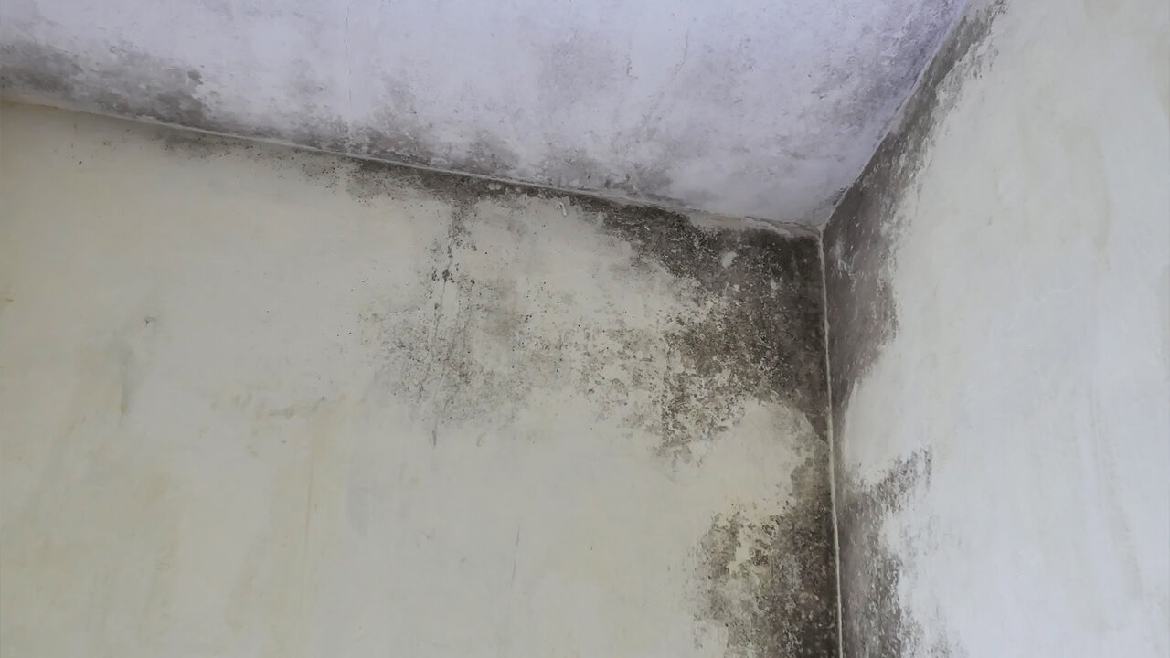 Mold in Corner of House